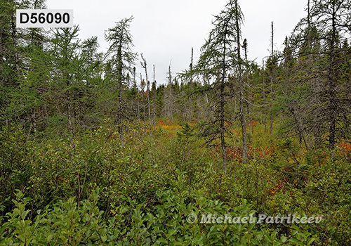 Eastern Canadian boreal forests